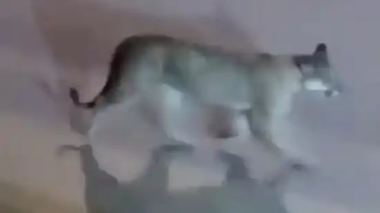 Un puma caminando por Pinamar generó preocupación: “Andan por los montes de Cariló, ¡está lleno!"