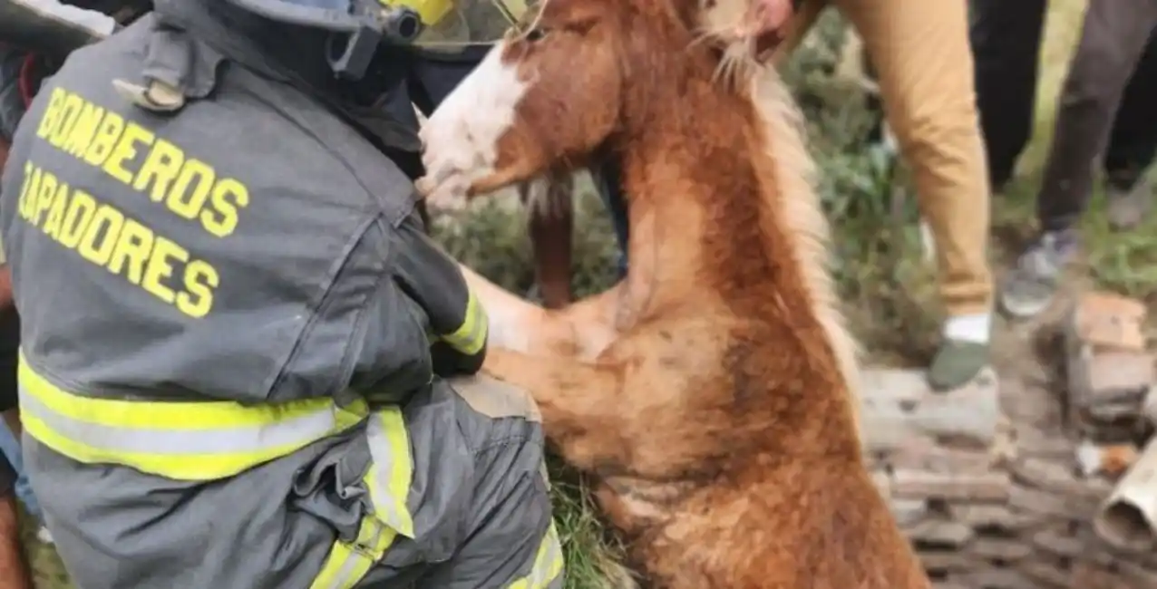 Vera: bomberos lograron rescatar a un caballo atrapado dentro de un pozo negro