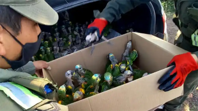 “Fiebre del loro”: murió un integrante de la familia contagiada en Santa Fe