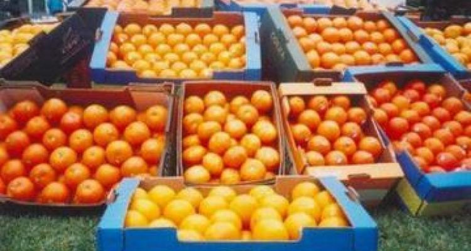 Nuevo curso para cítricos