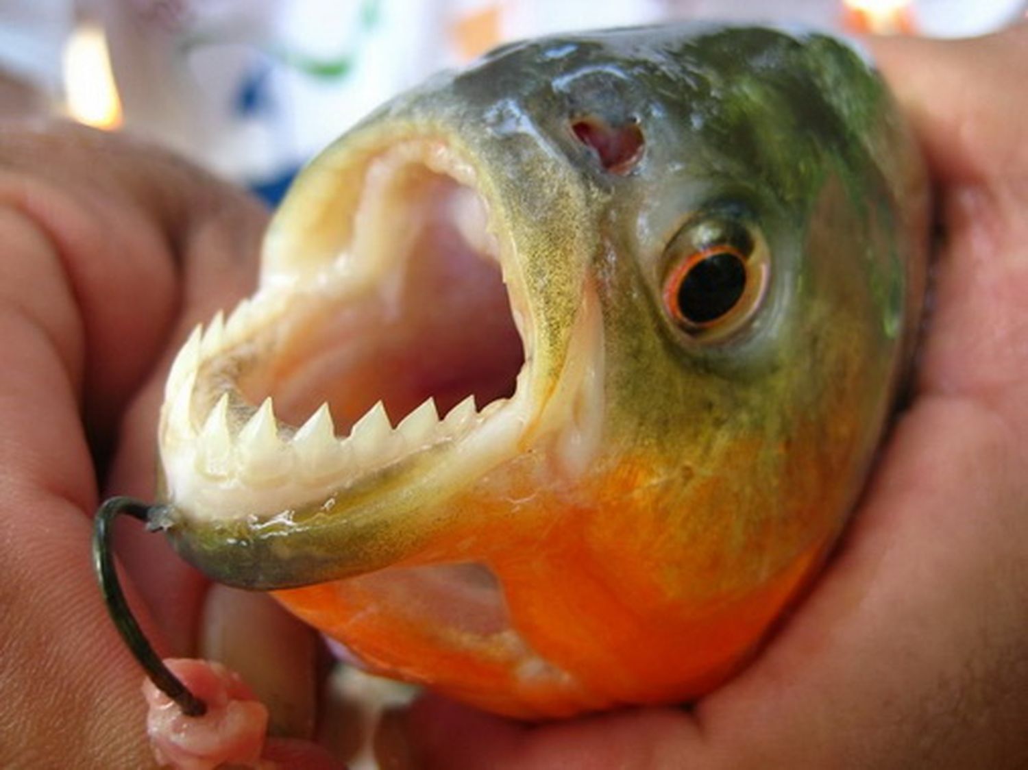 Para pescadores la presencia de palometas "es muy preocupante"