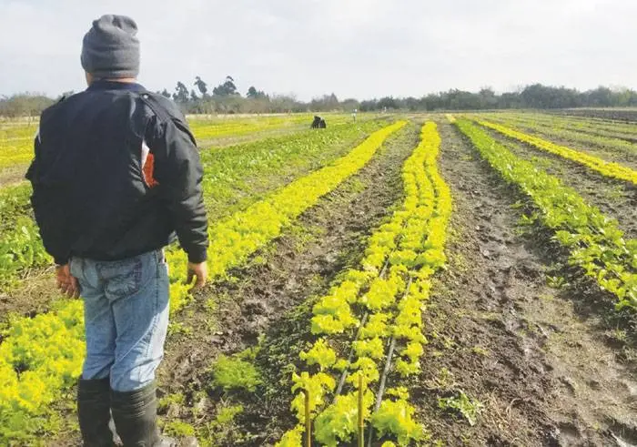 Proyecto para la compra de alimentos primarios a  productores locales de la economía social