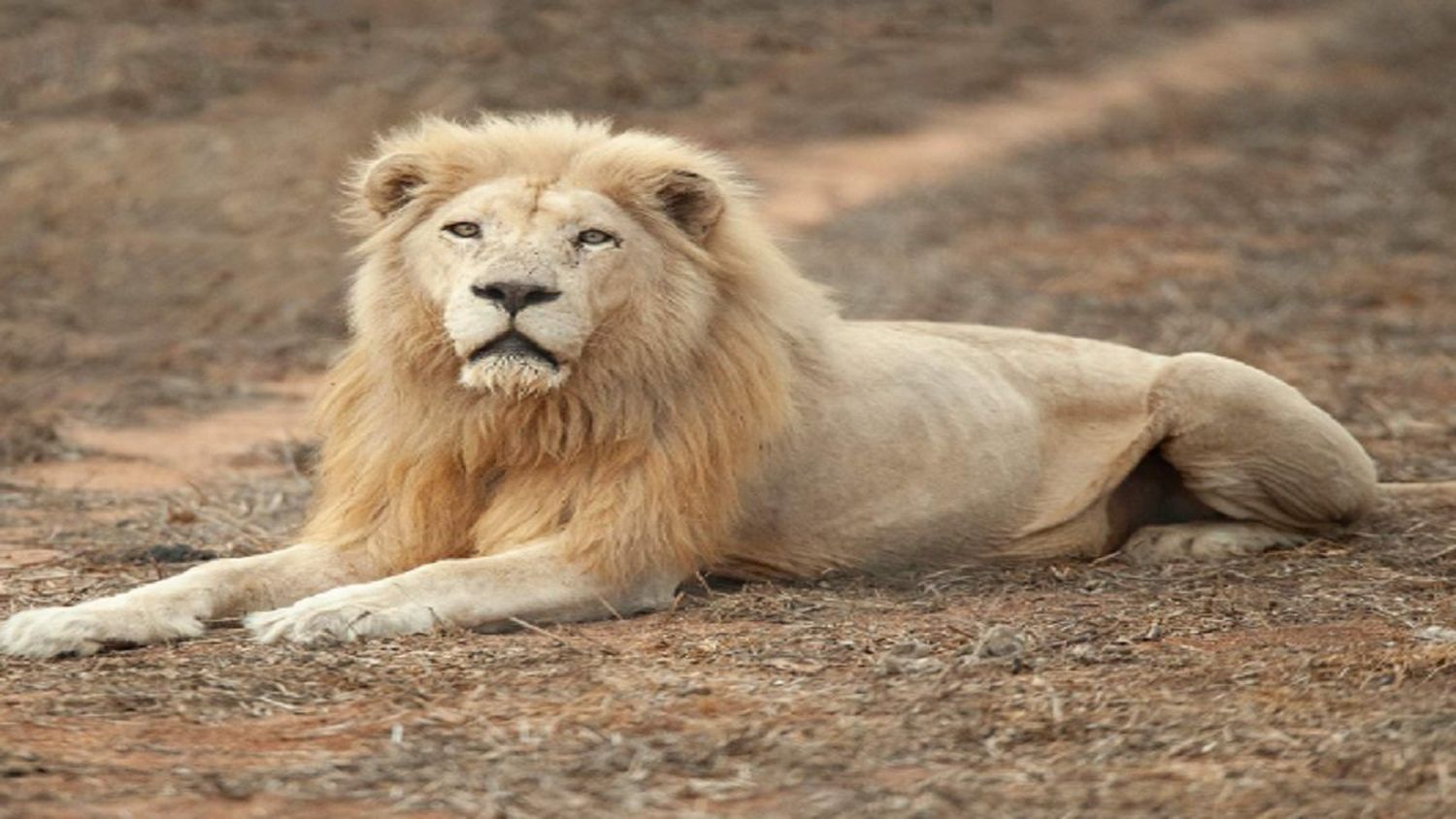 ¡RECONOCE QUE LOS CLAP NO PRODUCEN! Nicolás Maduro se trae unos leones blancos de Sudáfrica