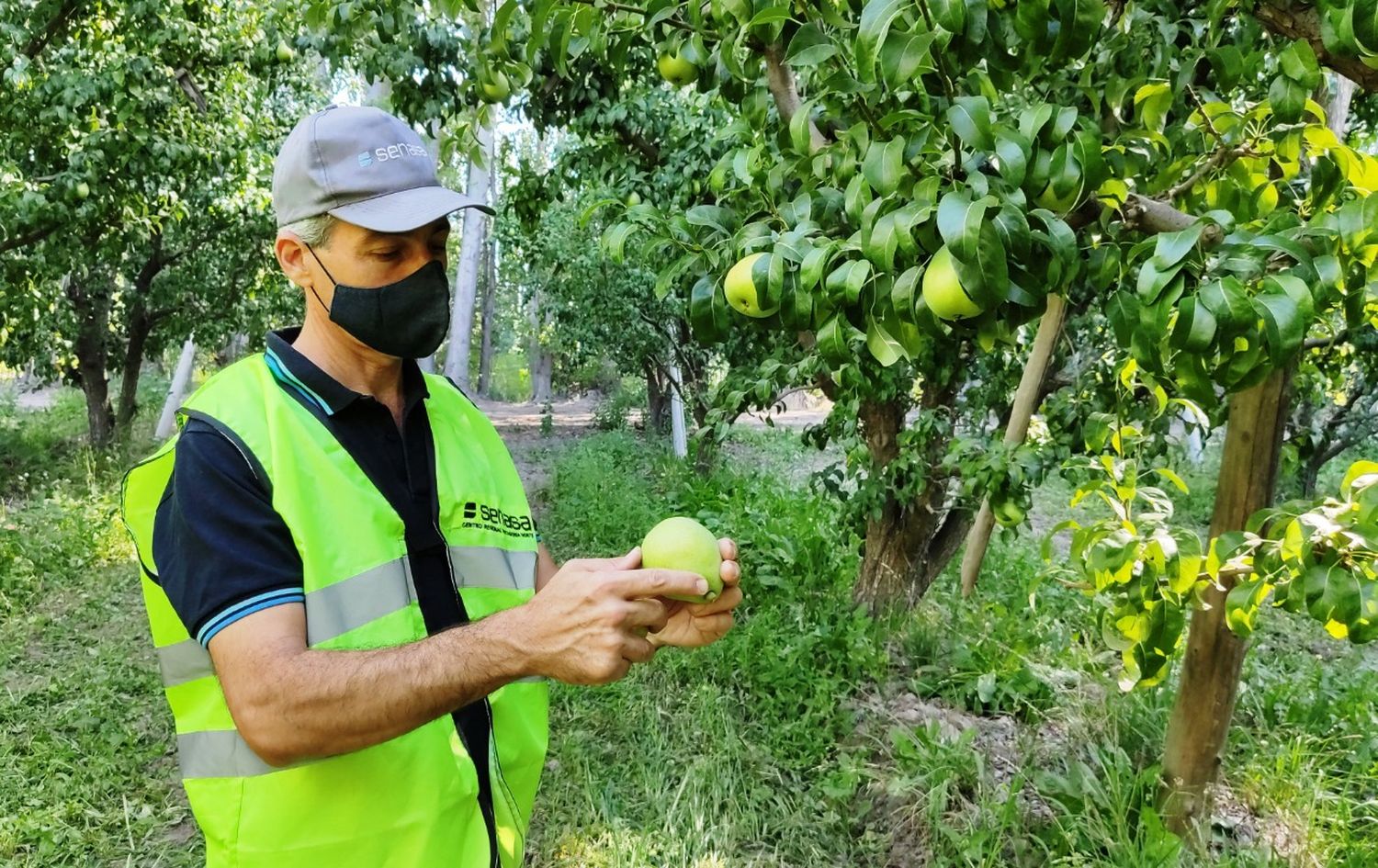 La importancia de las acciones fitosanitarias para el control y monitoreo de Carpocapsa