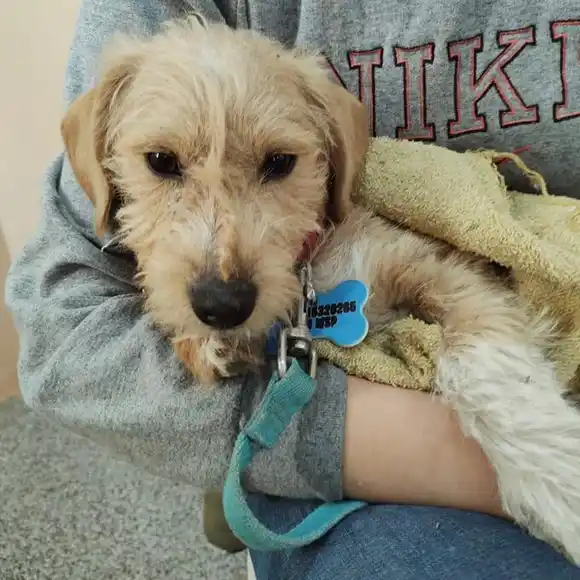 “Castraciones en tu barrio”: ¿en qué sector se realizarán?