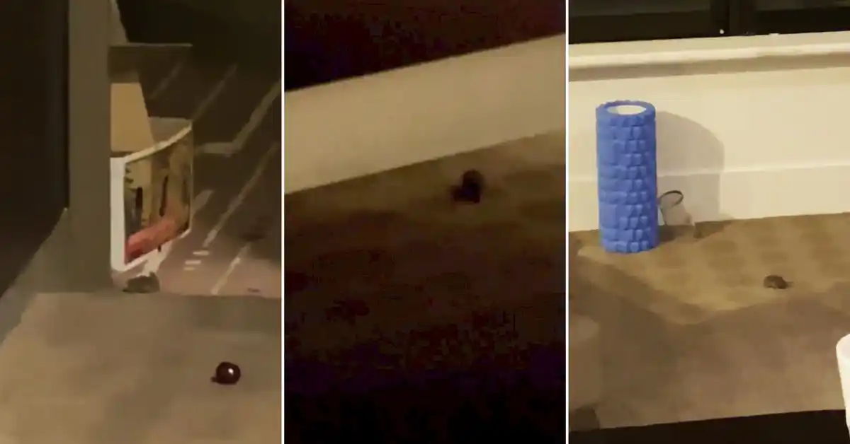 Denuncian invasión de ratones en el hotel donde se alojan los tenistas del Australia Open