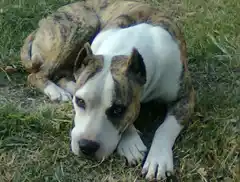 Mar del Plata: un perro atacó salvajemente a un niño de dos años