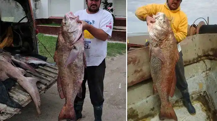 Pescaron una corvina negra de más de 25 kilos en Claromecó