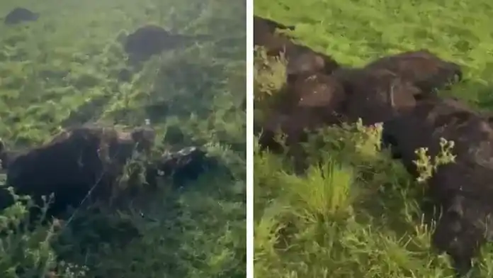 CAMPO BONAERENSE - 1