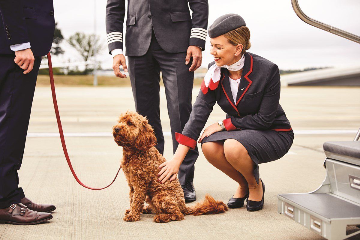 VistaJet capacita a sus tripulantes para la atención de mascotas a bordo