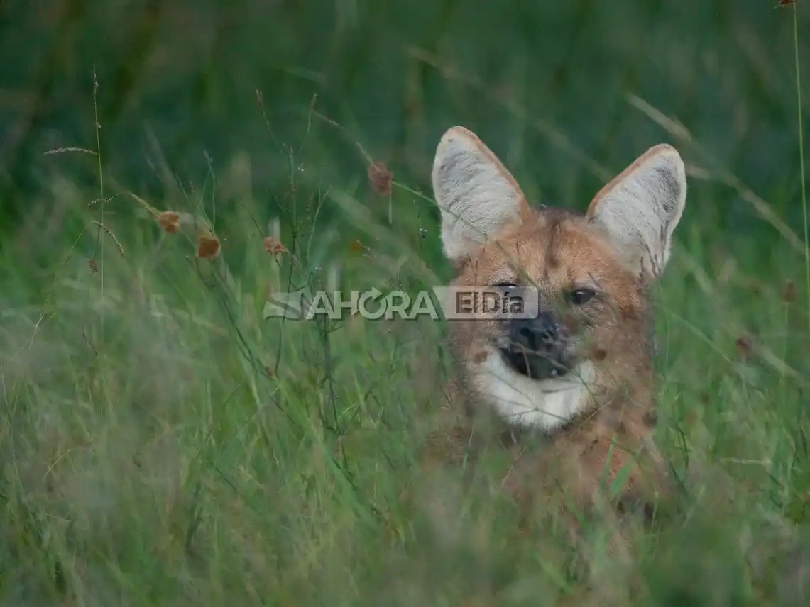 chamarrita aguará guazú
