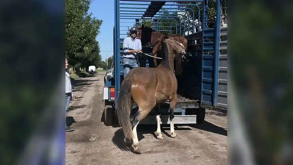 Retienen dos caballos sueltos en la ciudad que habían sido robados