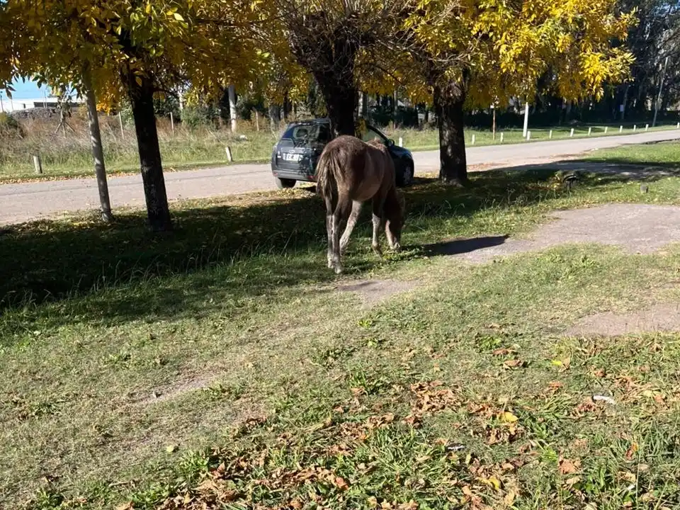 Caballo suelto en inmediaciones de la escuela 10