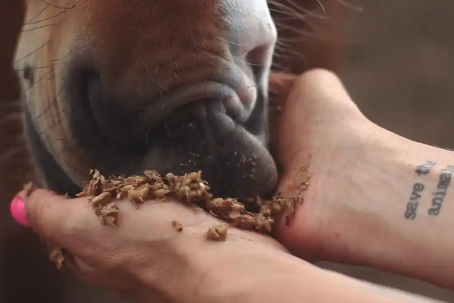Invisibles” dirigido por la realizadora audiovisual rafaelina Ana Paula Rosillo.