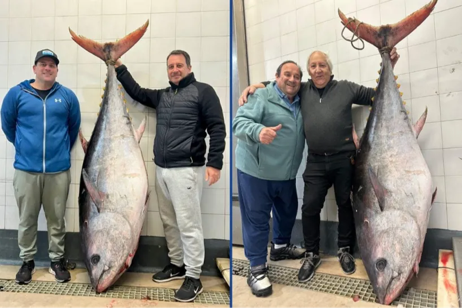 Video: Pescaron un impresionante atún de 165 kilos en Mar del Plata