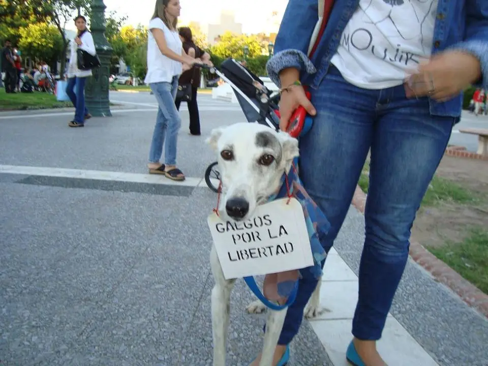 Fanáticos de las carreras de galgos, reunidos para evitar la prohibición