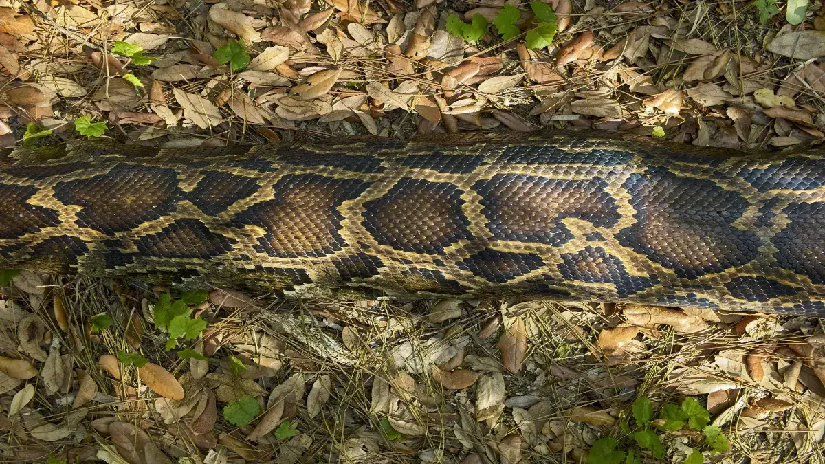 Indonesia establece un nuevo récord Guinness con la pitón Ibu Baron de 7,22 metros