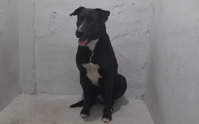 perro