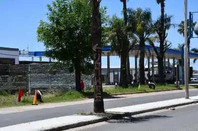 Vandalizaron palmeras con pintadas en el Bvard. Batalla de Cepeda