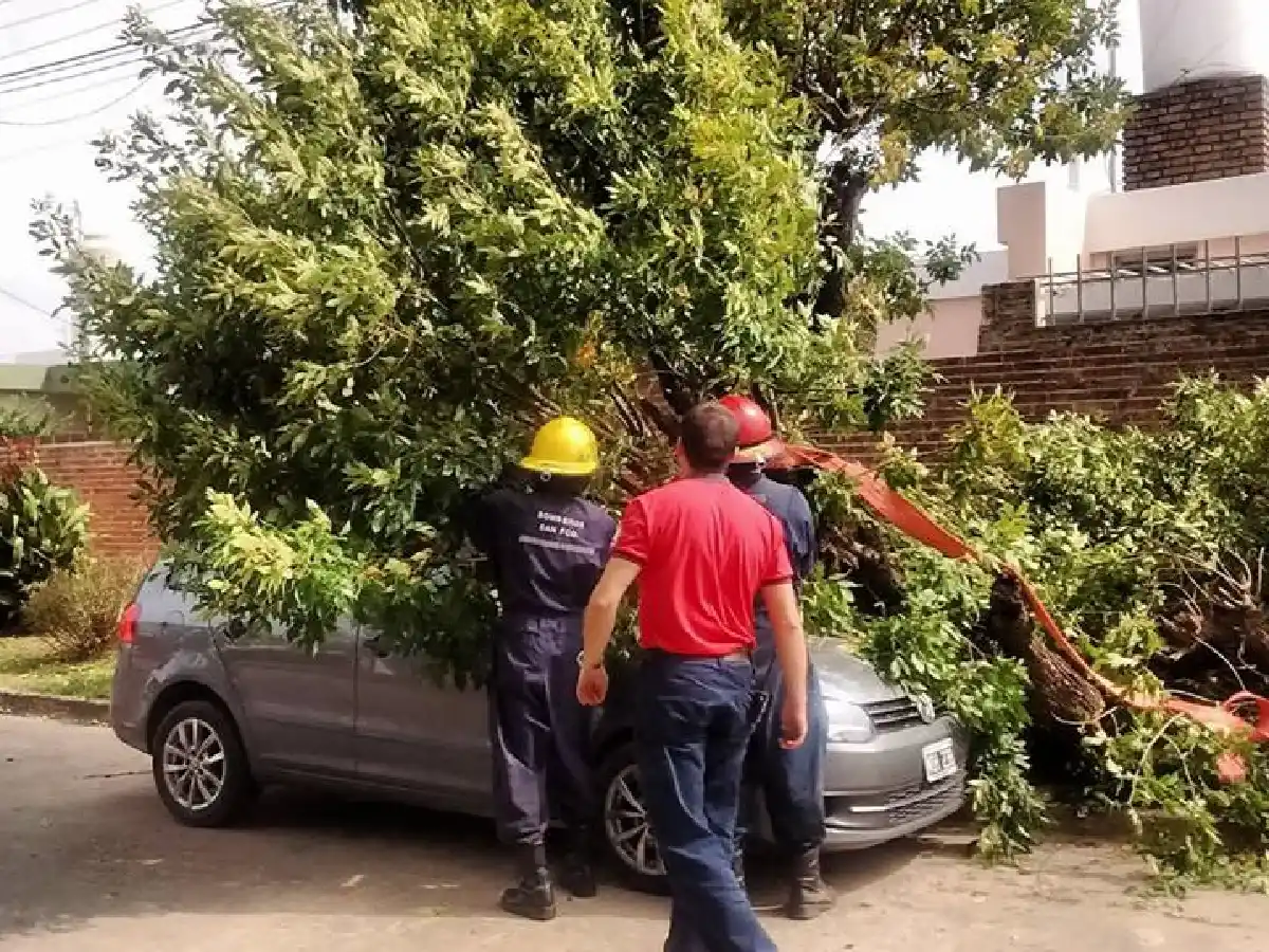Un árbol cayó sobre un auto en barrio Cottolengo