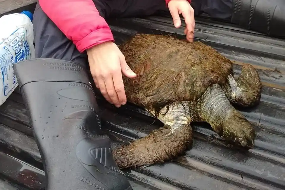 Apareció una tortuga verde y fue llevada a la estación de piscicultura
