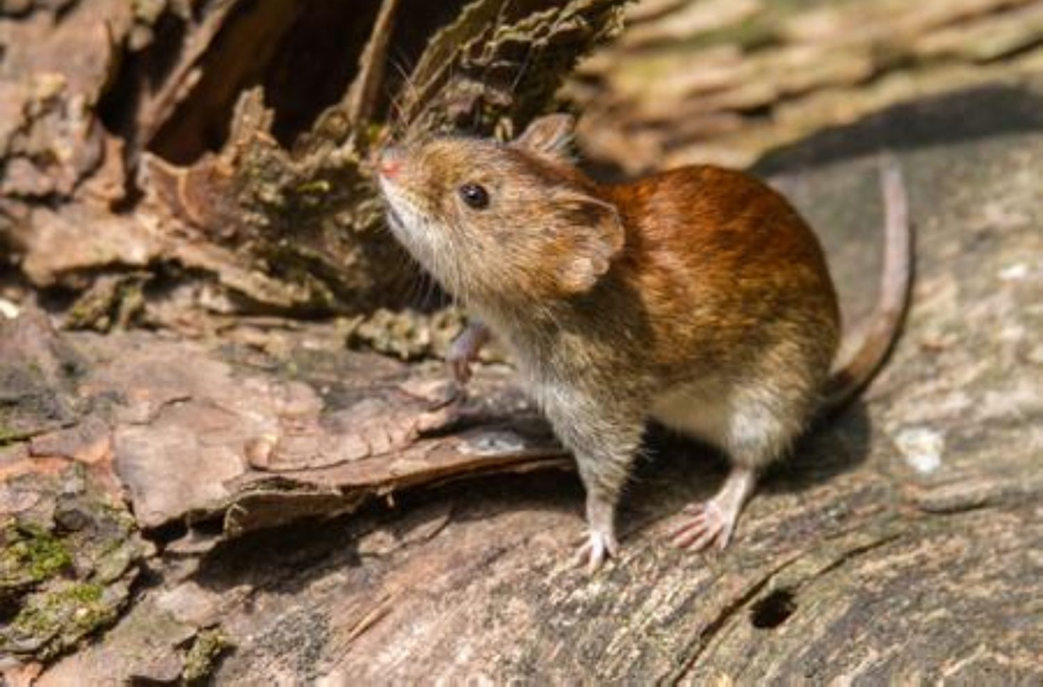 Un hombre está internado en terapia intensiva por contraer hantavirus en Bariloche