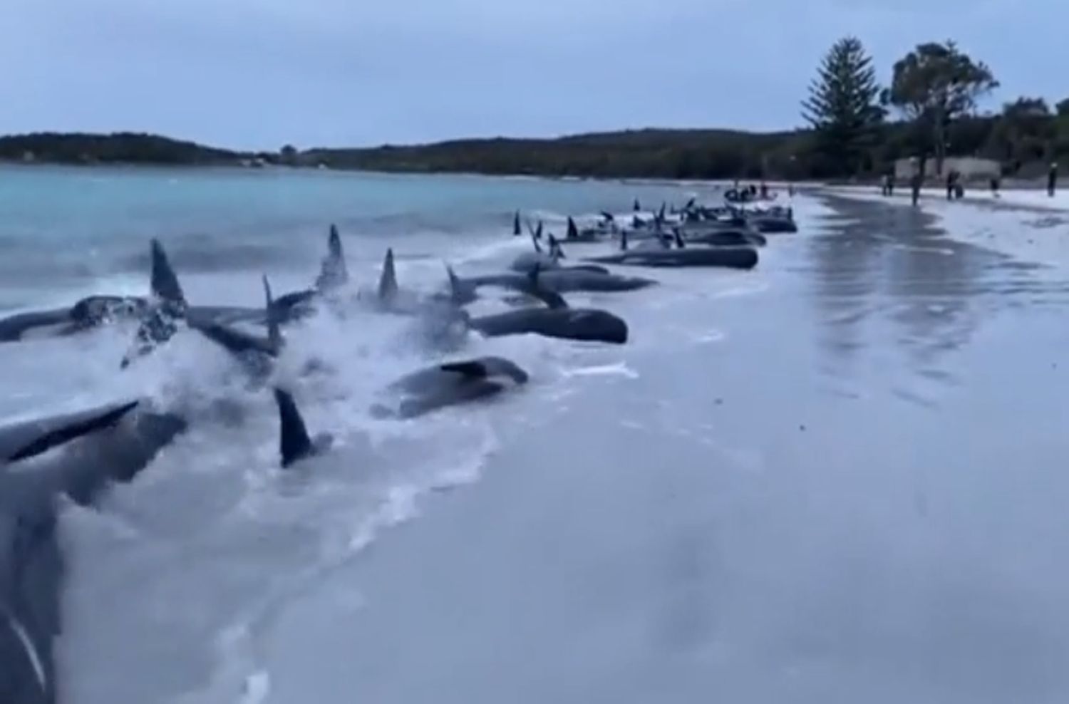 Conmoción en Australia: encontraron a 51 ballenas muertas en una playa