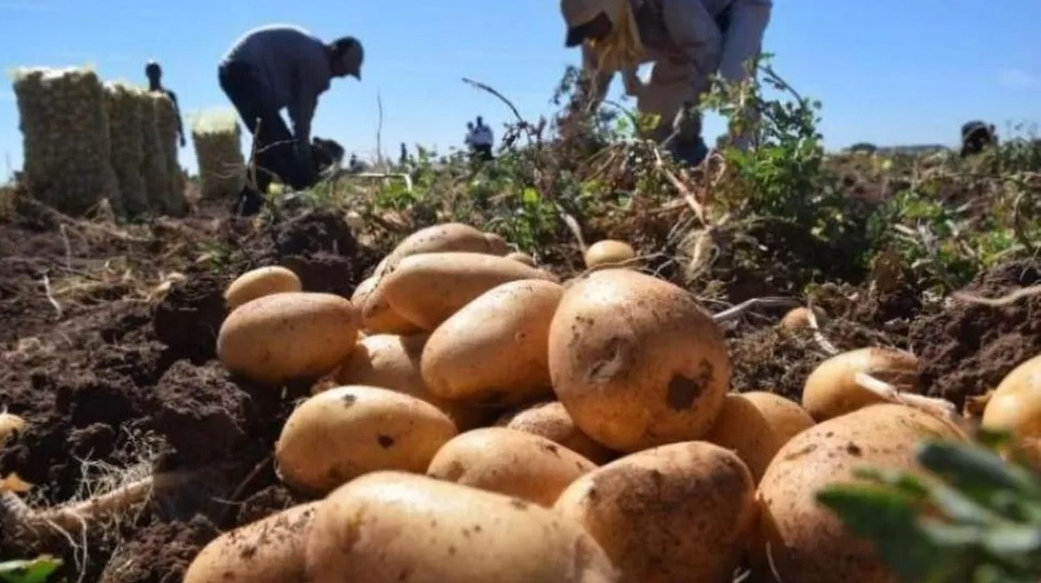 ECO CAMPO: La producción de papa semilla también evoluciona en busca de calidad y rindes