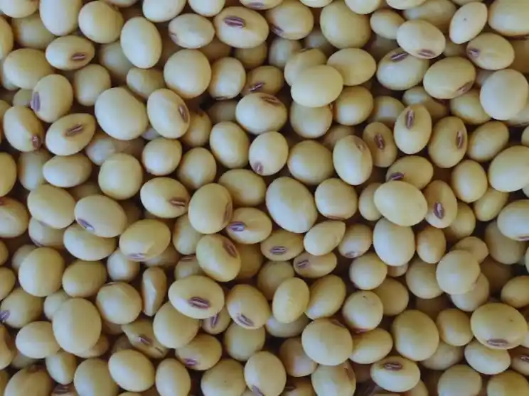 Javier Milei anticipó que en julio volverán a subir las retenciones al campo