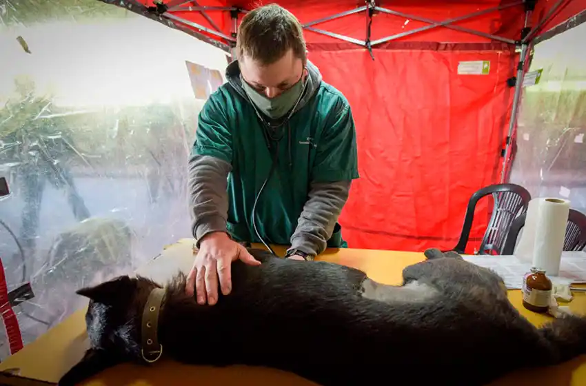 Se reabre la agenda de turnos para la castración de mascotas