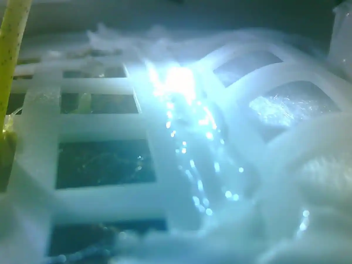 El primer brote nacido de una semilla en la Luna es de algodón