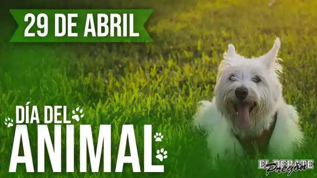 ¿Por qué hoy se celebra el Día del animal?