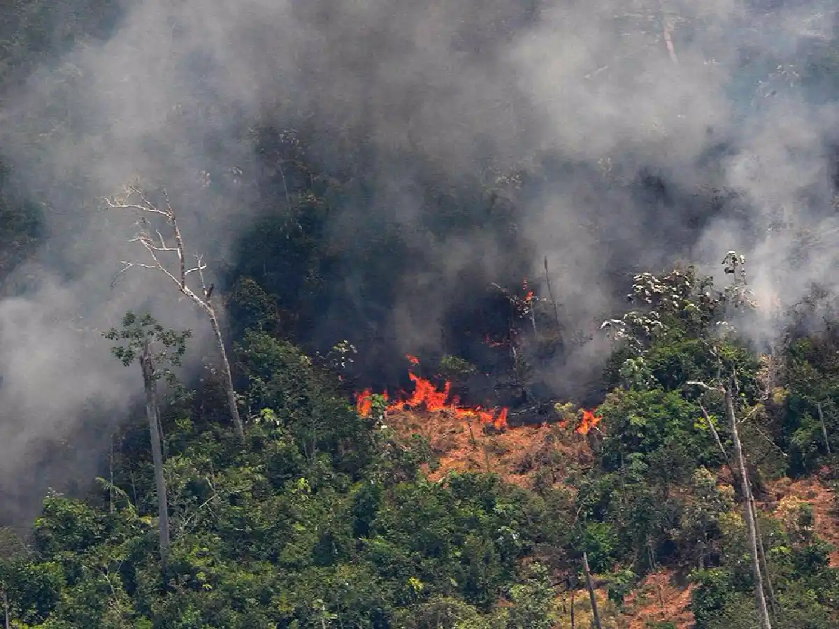 Animales en estampida y un silencio estremecedor se apoderan de la Amazonía