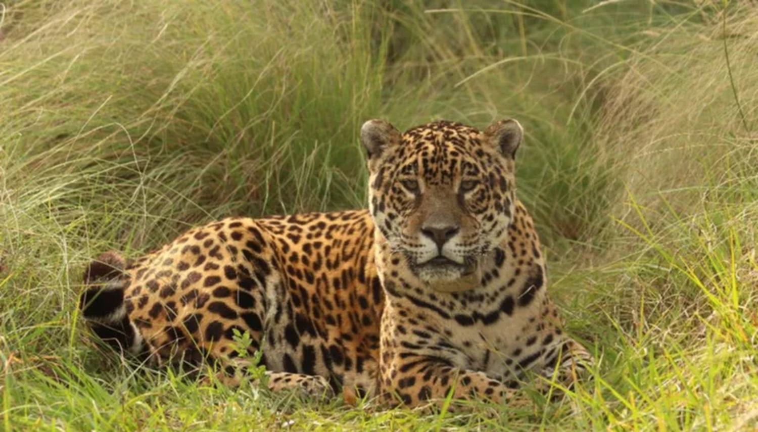 Murió Tobuna, la pionera en la reintroducción del yaguareté en Corrientes