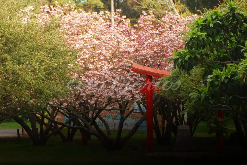 Los cerezos del Parque en su momento de esplendor