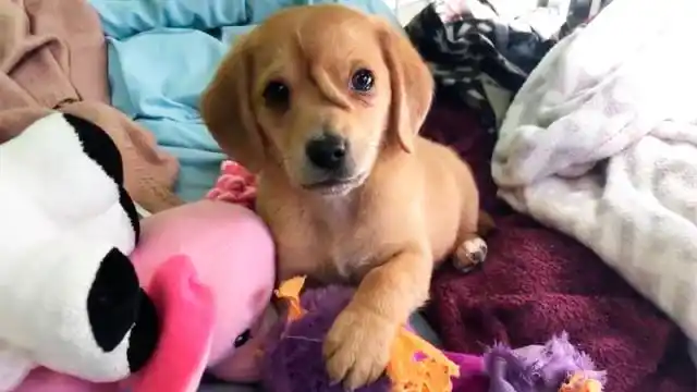 Nació perrito con una extraña cola en la frente y lo abandonaron