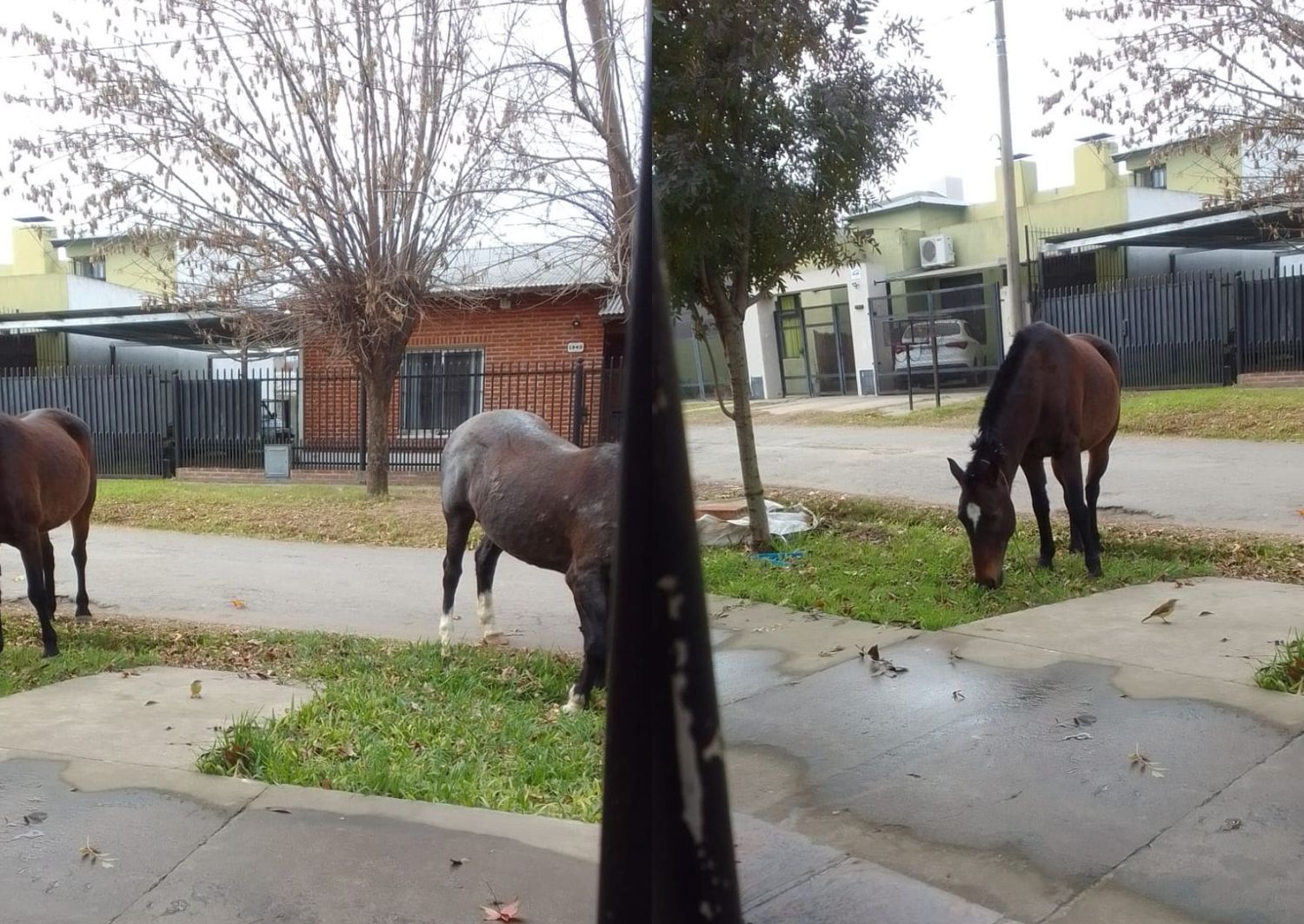 Socorro y Novillo: caballo sueltos en la vereda