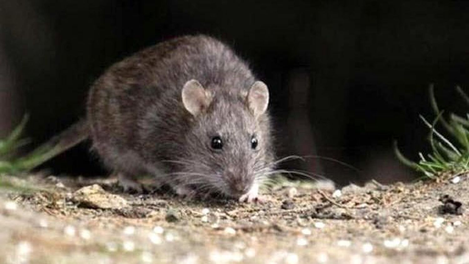 Alerta sobre hantavirus: “La enfermedad es endémica en Argentina y por eso aparecieron casos en Buenos Aires, Salta, Entre Ríos y en el sur del país”