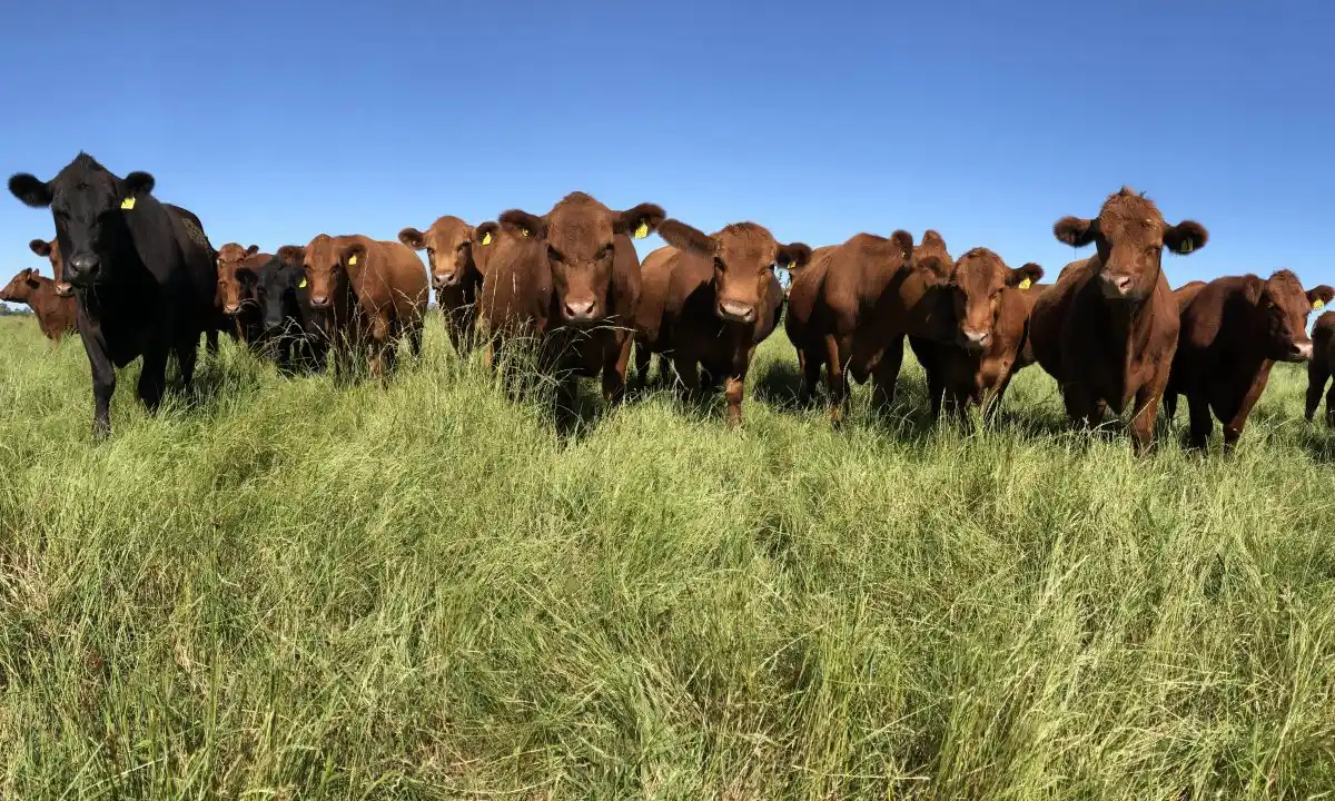 La Julia, cortes de carne orgánica a la carta