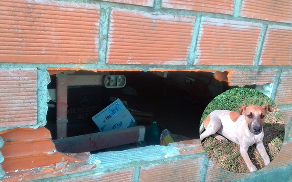Hicieron un boquete para robar en un campo y mataron al perro de la familia