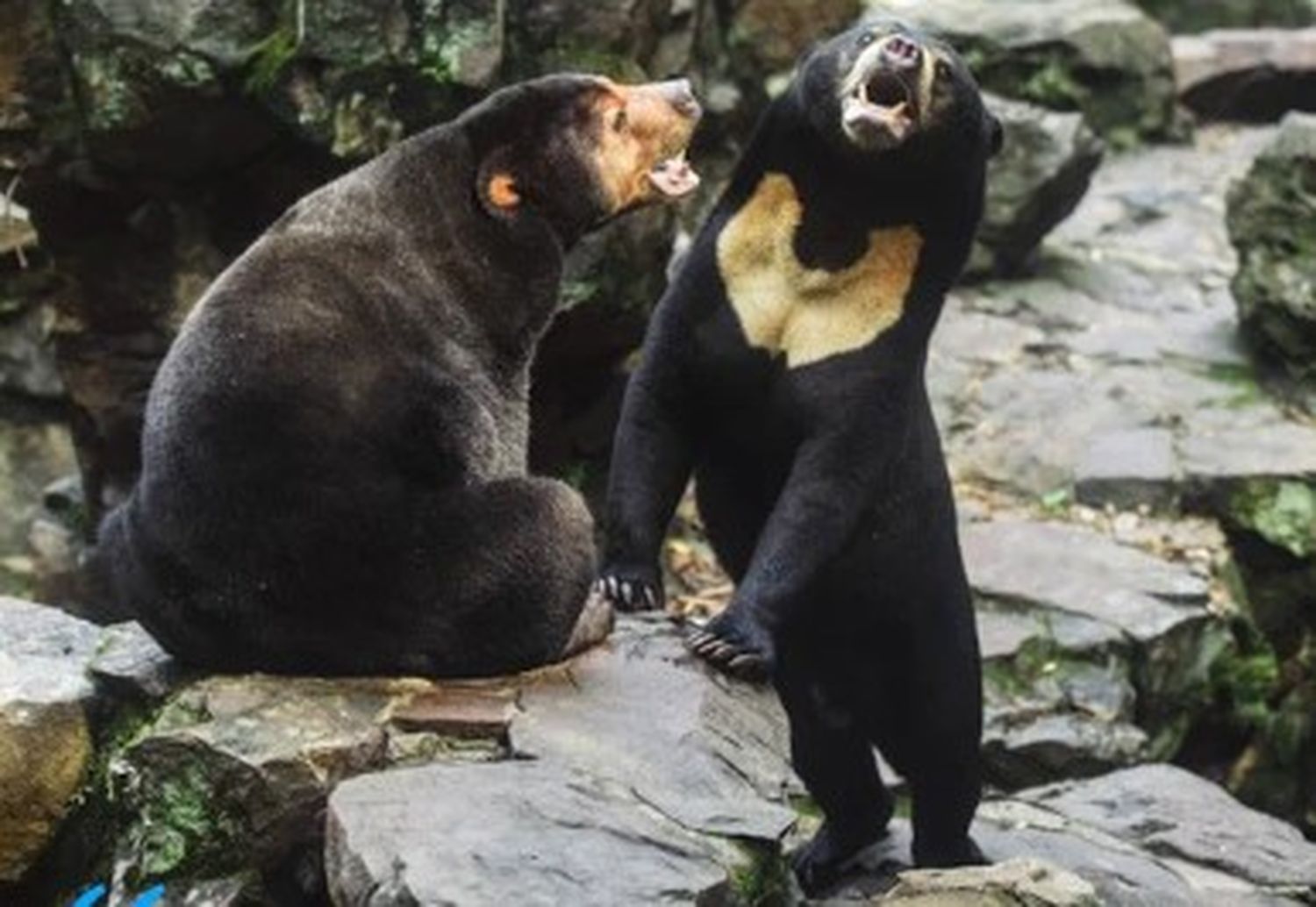 Muchos se fijaron en la postura erguida del animal, así como en los pliegues de pelo suelto de su trasero, que le daban un aspecto extraño y alimentaban las especulaciones de que podría tratarse de un impostor humano.