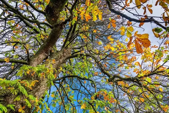 Arbolado urbano: Iniciativas de participación ciudadana