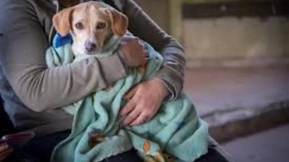 "Se vacunaron 14 mil animales en 62 barrios de la ciudad y se realizan 60/70 castraciones por día"