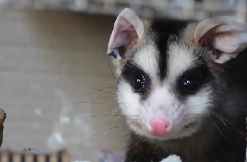 En 12 meses, el municipio realizó casi 200 intervenciones de fauna silvestre en Mar del Plata