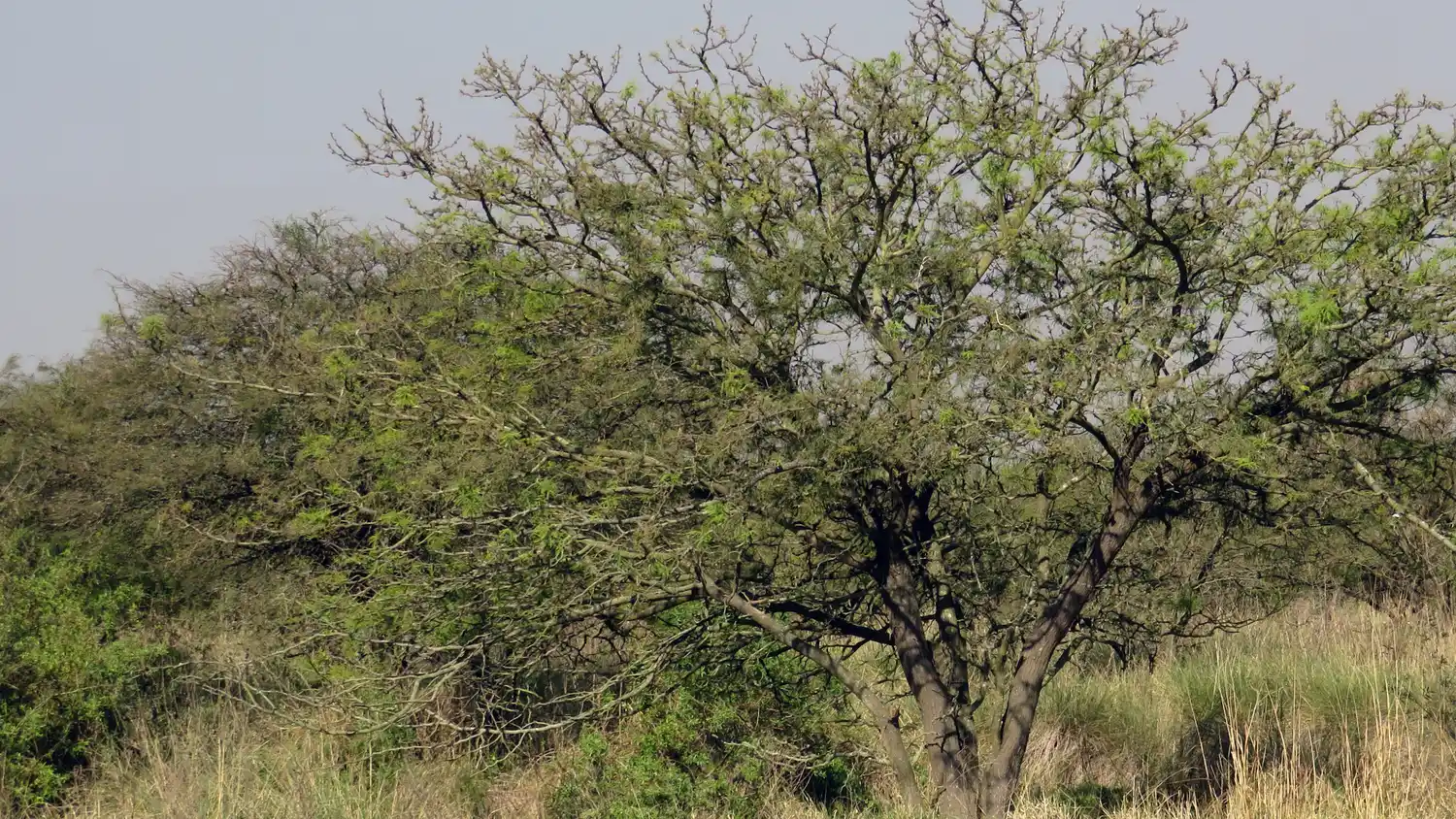 Bosques nativos: Asistencia a productores para el manejo sustentable