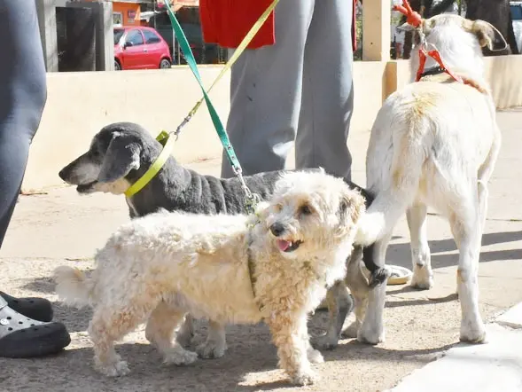 Jornada de vacunación antirrábica por el Día del Animal