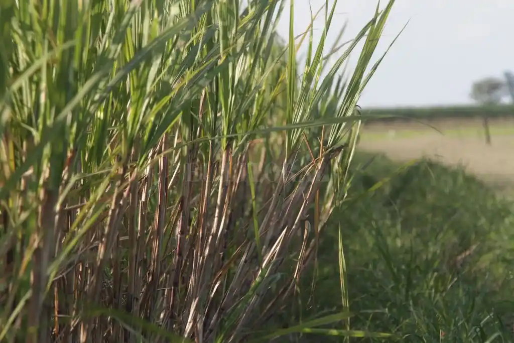 Pocos interesados en los préstamos de la provincia para la siembra de caña