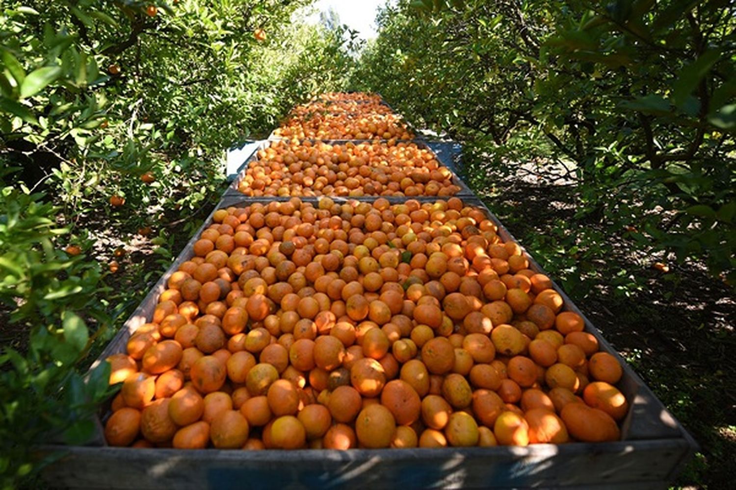 Aprueban aportes por 16 millones de pesos para productores entrerrianos