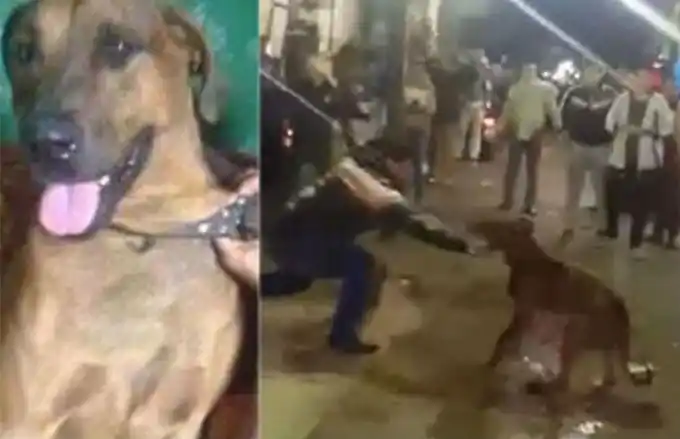 Imperdonable: Castigan a fierrazos y acuchillan a perro hasta matarlo