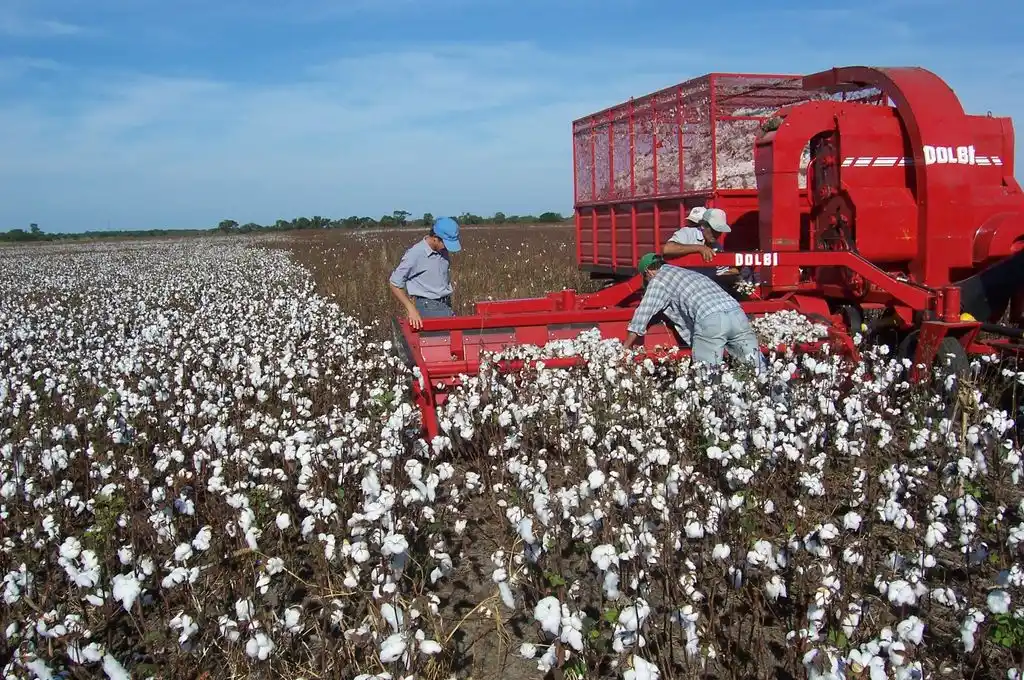 Entregan fondos para la producción de algodón y la plantación de árboles nativos
